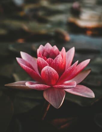Kathleen M. 'Kay' Goodno Obituary