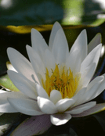 Joy (Dueling) Kinney Obituary