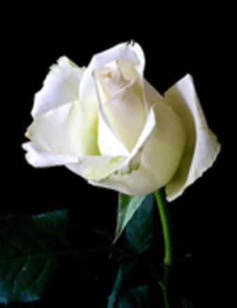 Anna Louise (Thompson) Allen Obituary